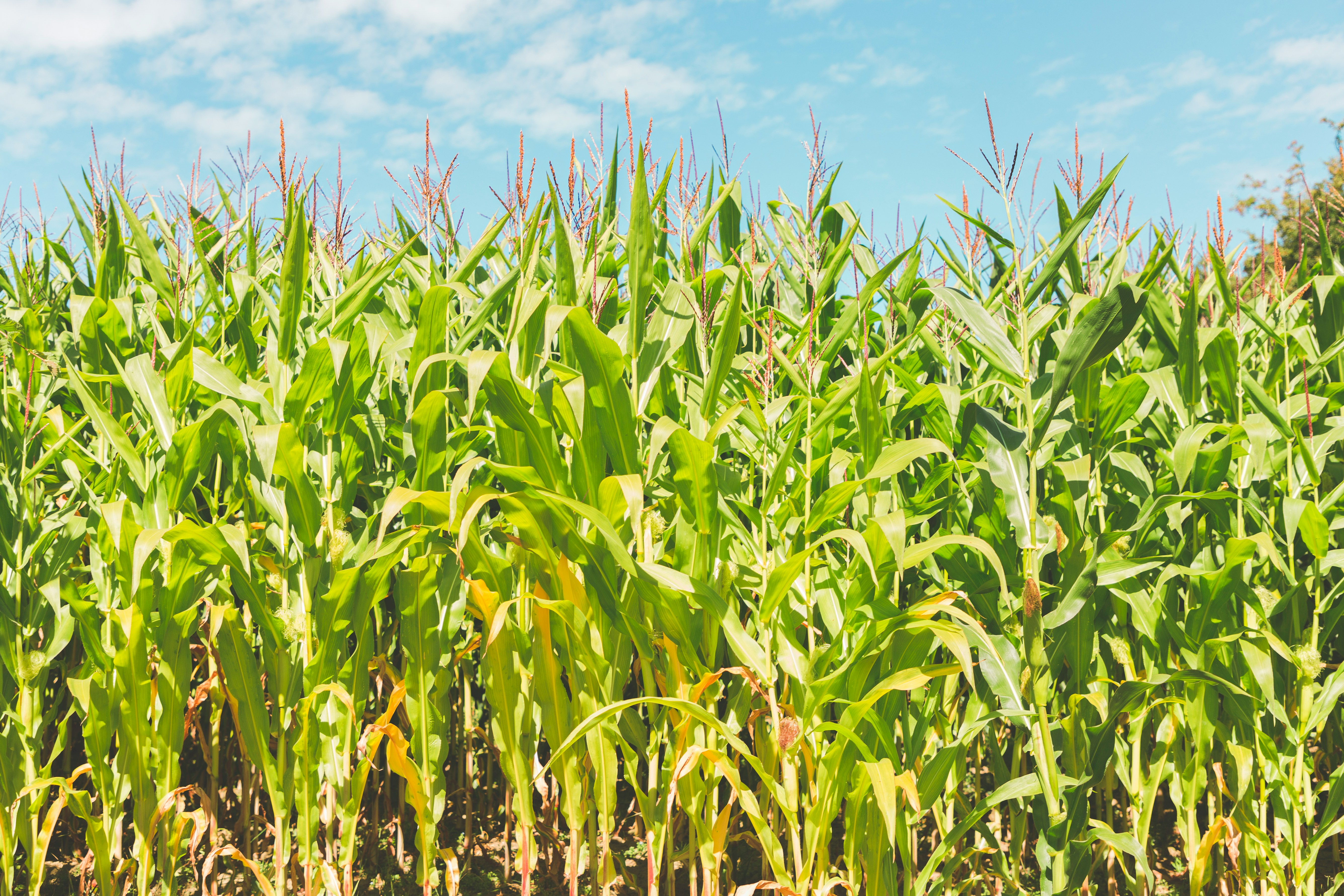 Produção global de milho cresce
