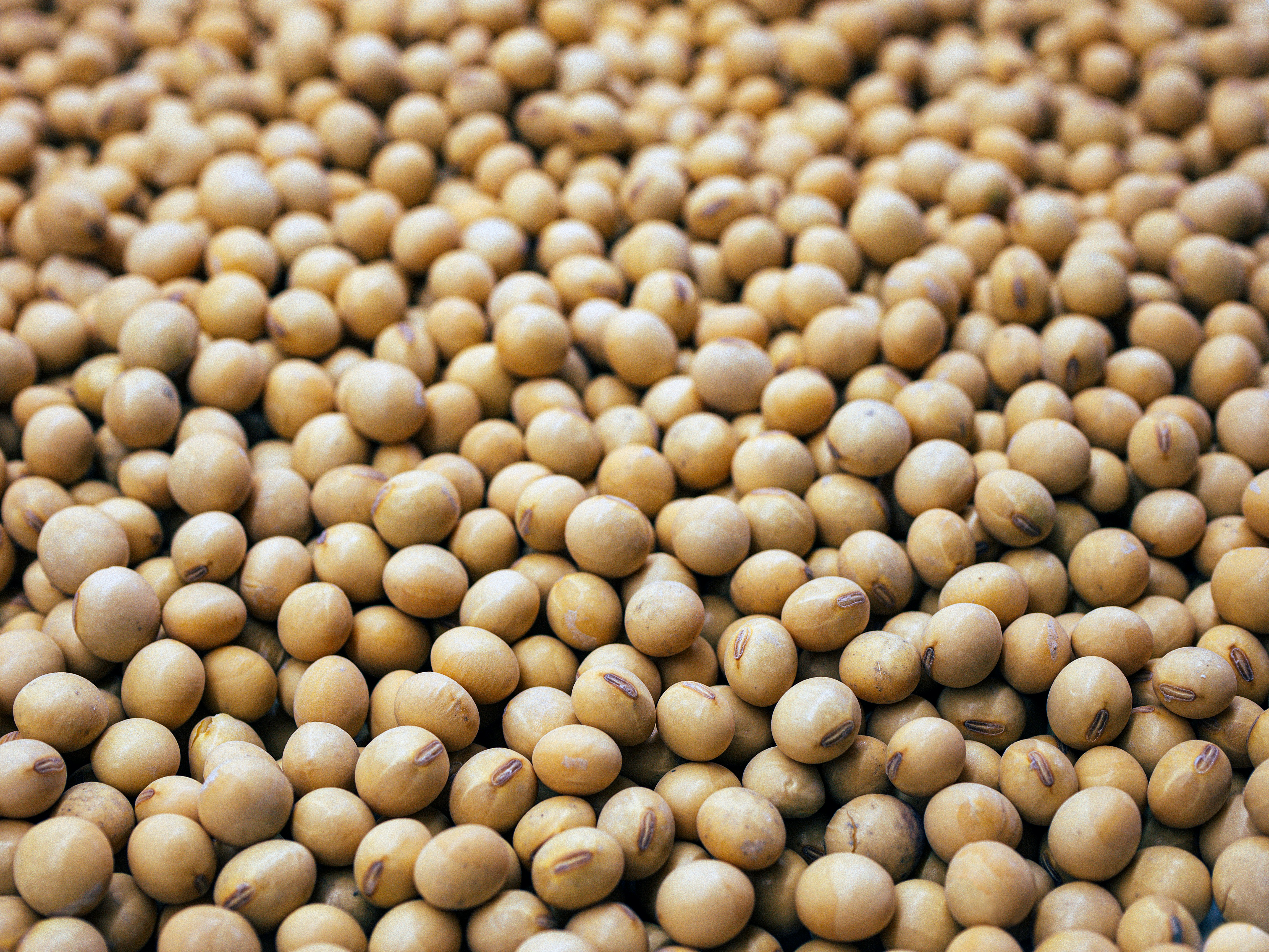Soja opera estável na Bolsa de Chicago nesta 5ª com mercado se ajustando antes do USDA