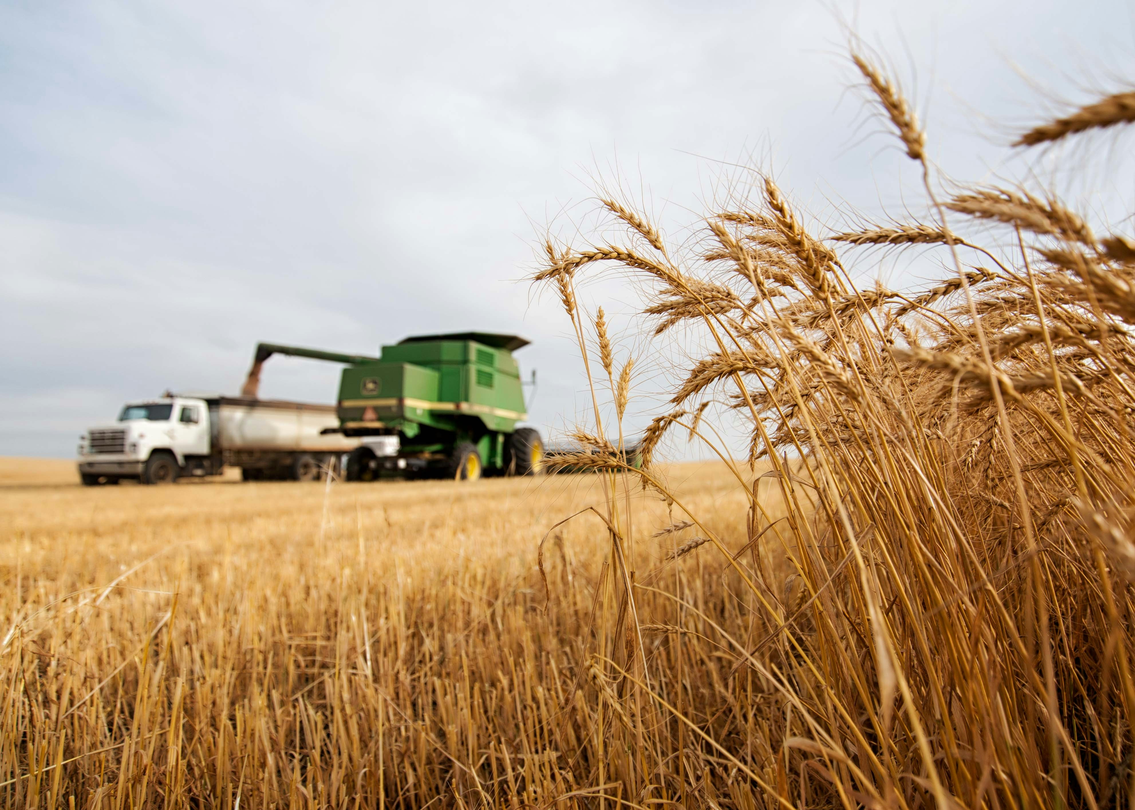 Paraná conclui plantio de trigo em 833,4 mil hectares com expectativa de safra 16% maior