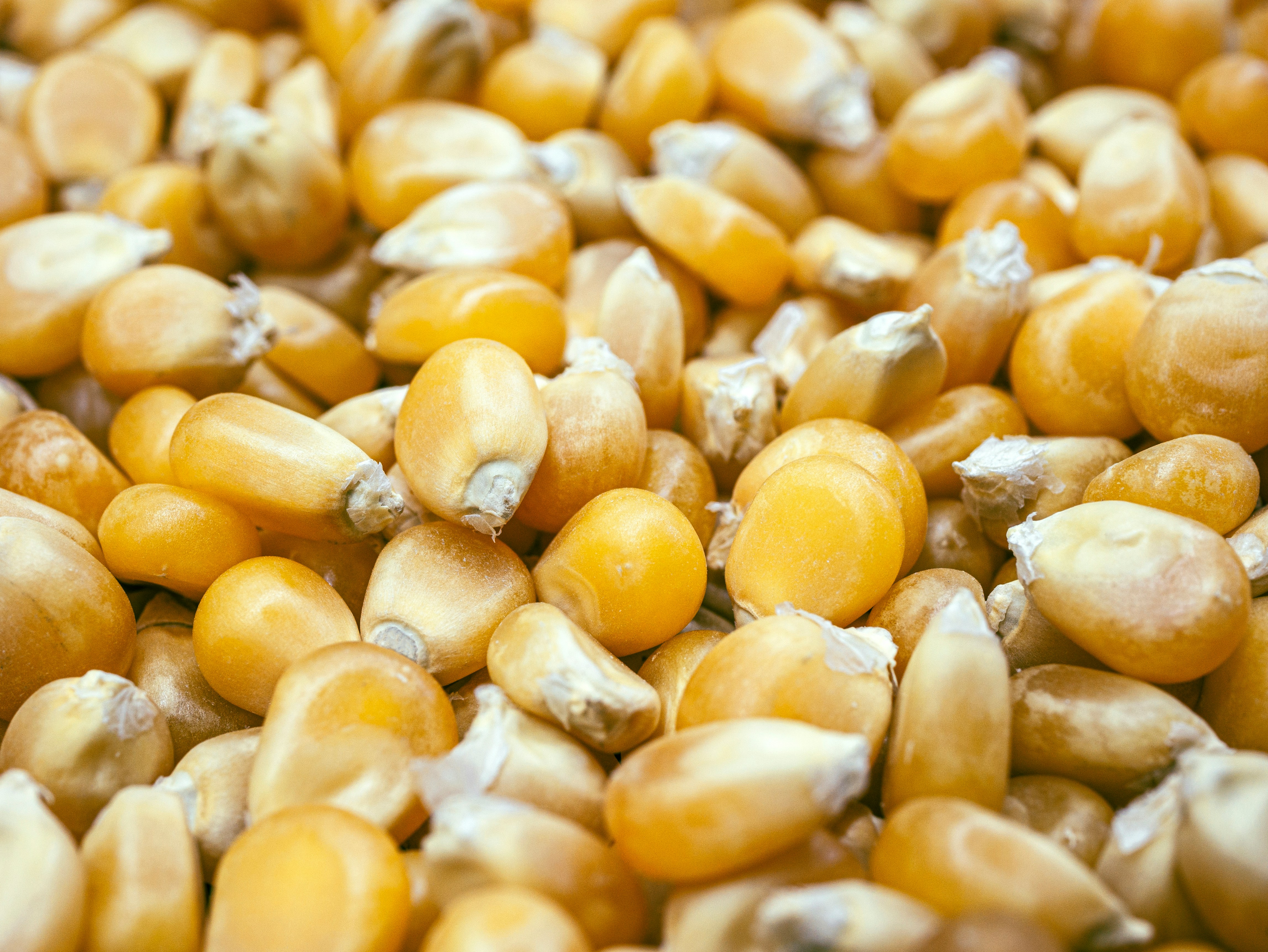 Agricultores dos EUA devem colher safra recorde de milho