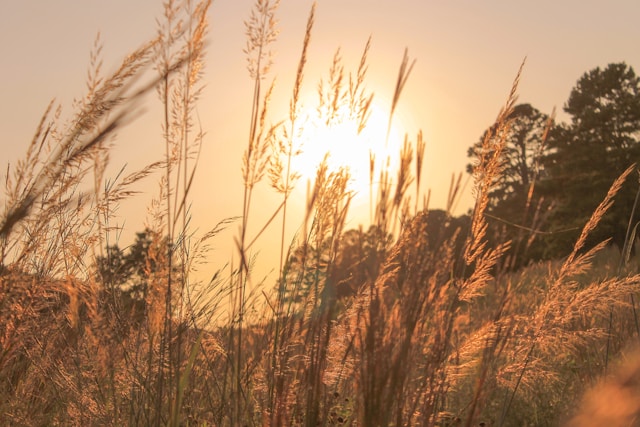 Déficit de armazenamento e gargalos logísticos impedem o crescimento territorial agrícola do Brasil