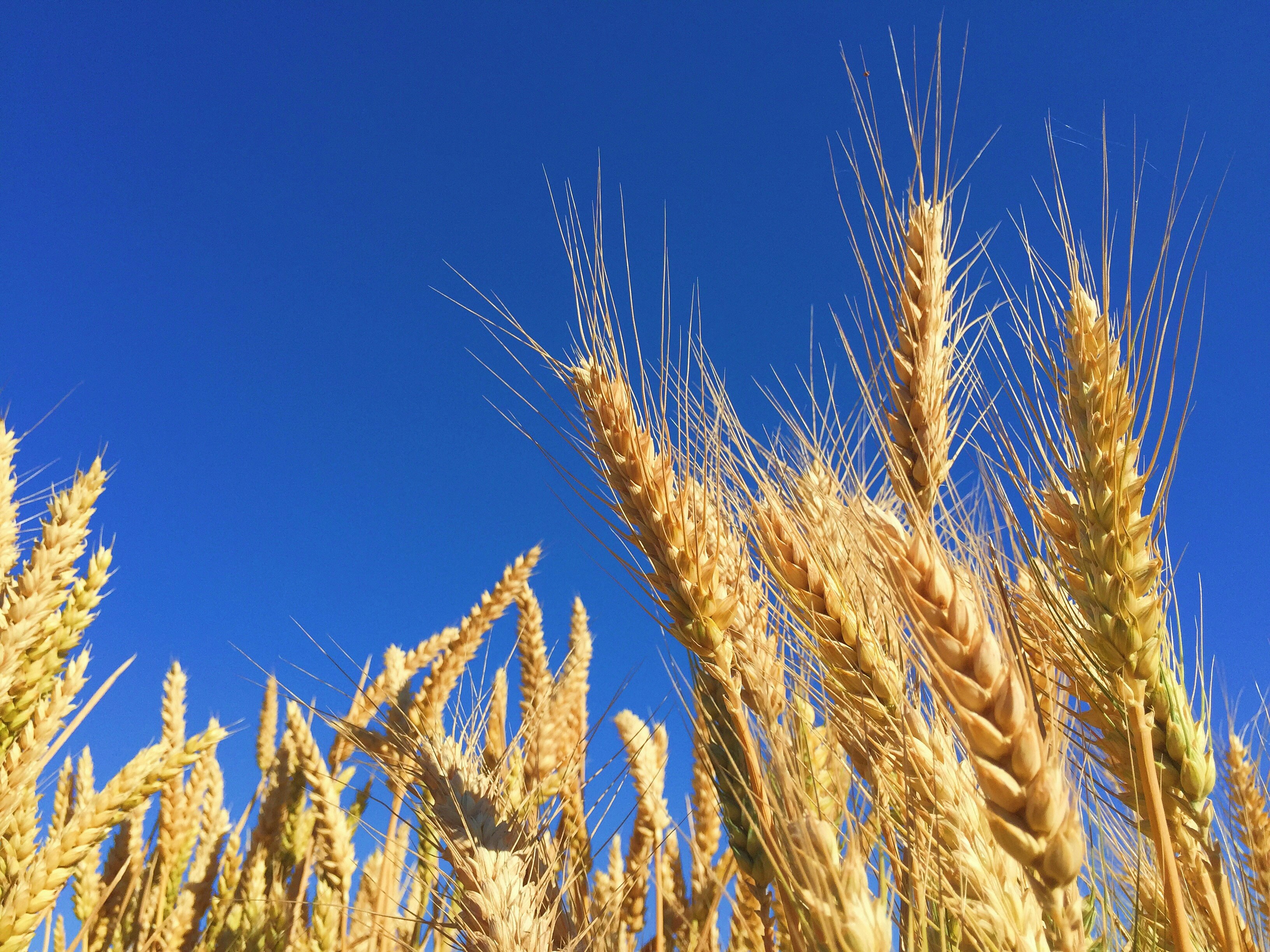 Condições climáticas favorecem lavouras de trigo no Rio Grande do Sul