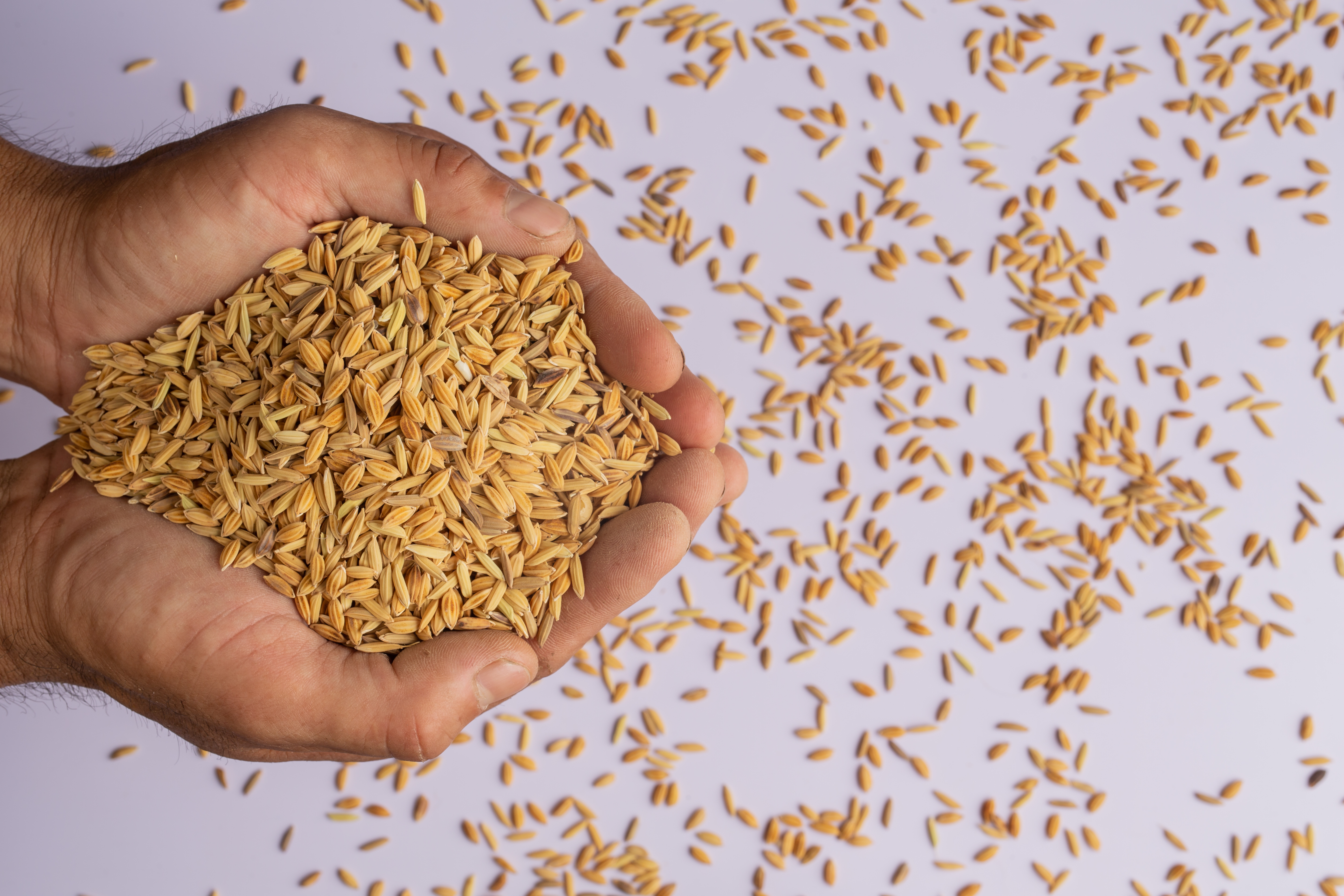 Arroz em Minas: Mercado estável