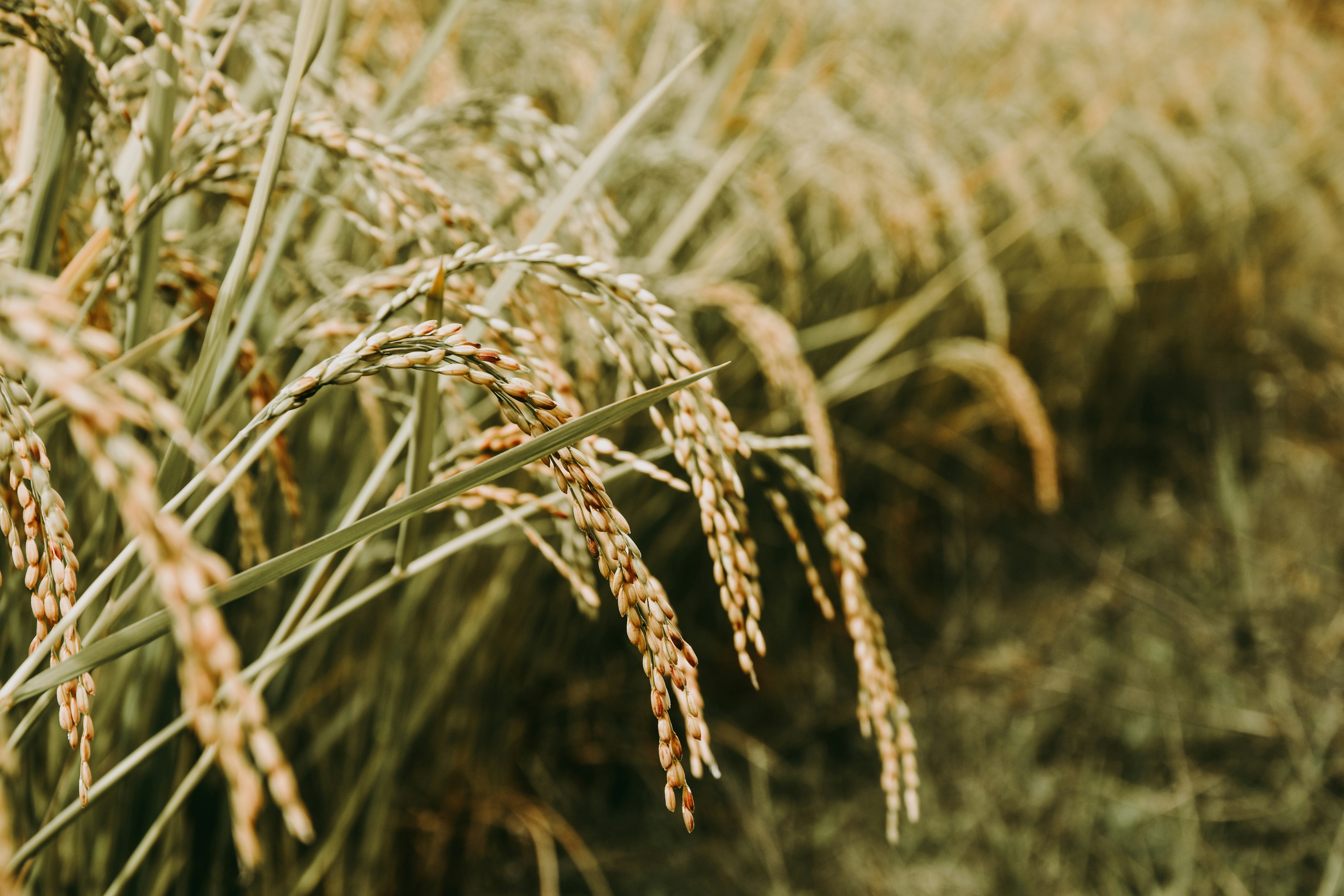 Safra gaúcha de arroz deve cair 8% em 2025/26