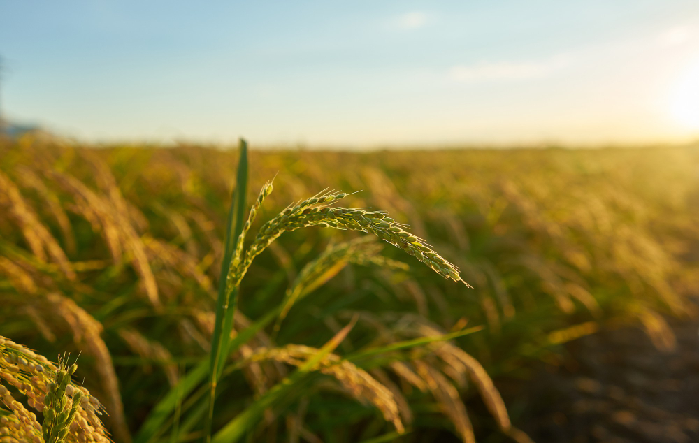 Conab anuncia R$ 300 milhões para apoiar produtores de arroz