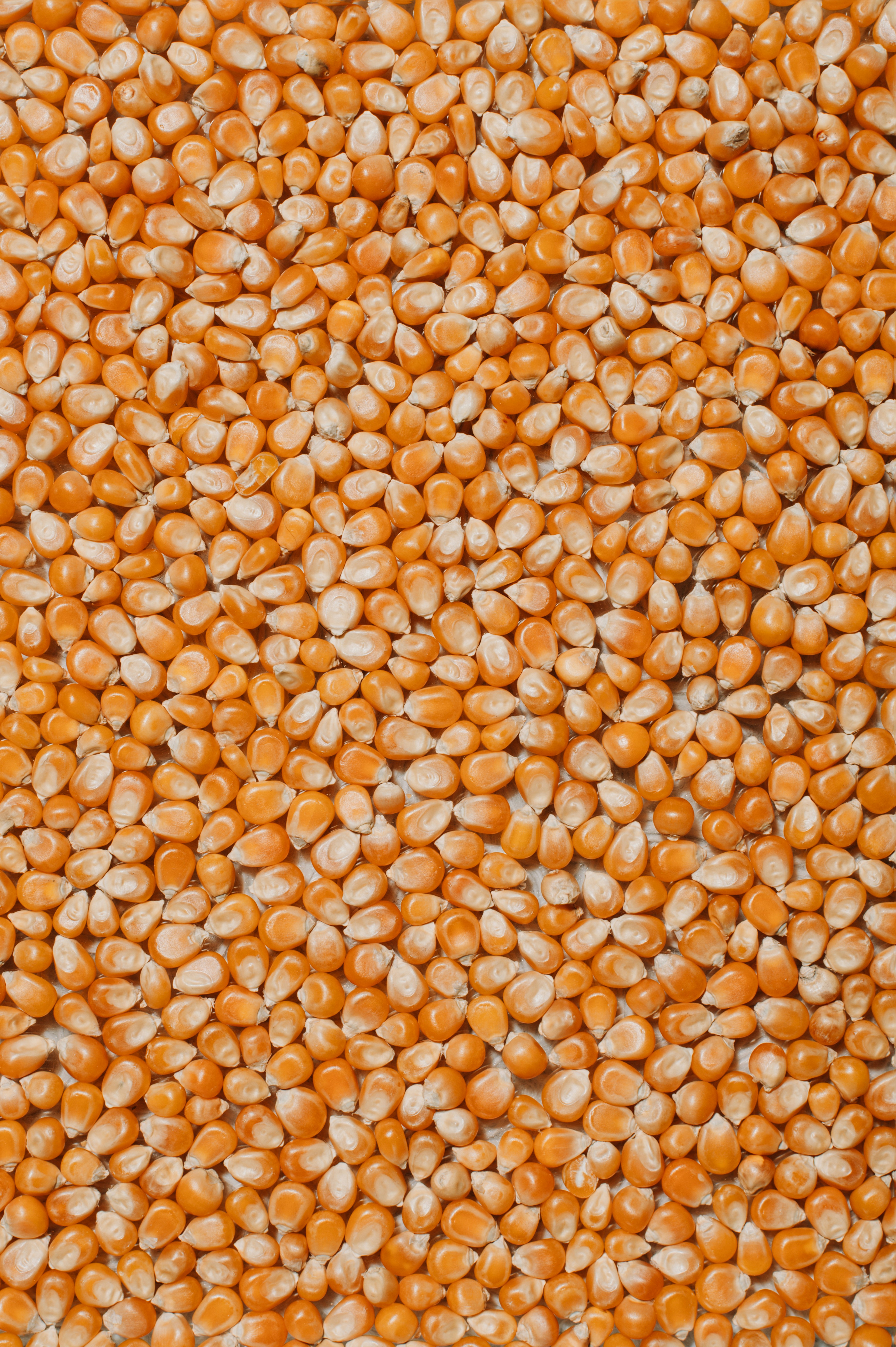 Milho continua travado no Sul