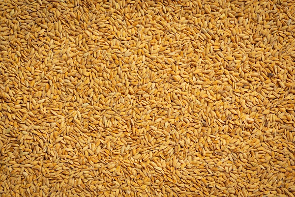 Mercado de arroz enfrenta crise no Brasil