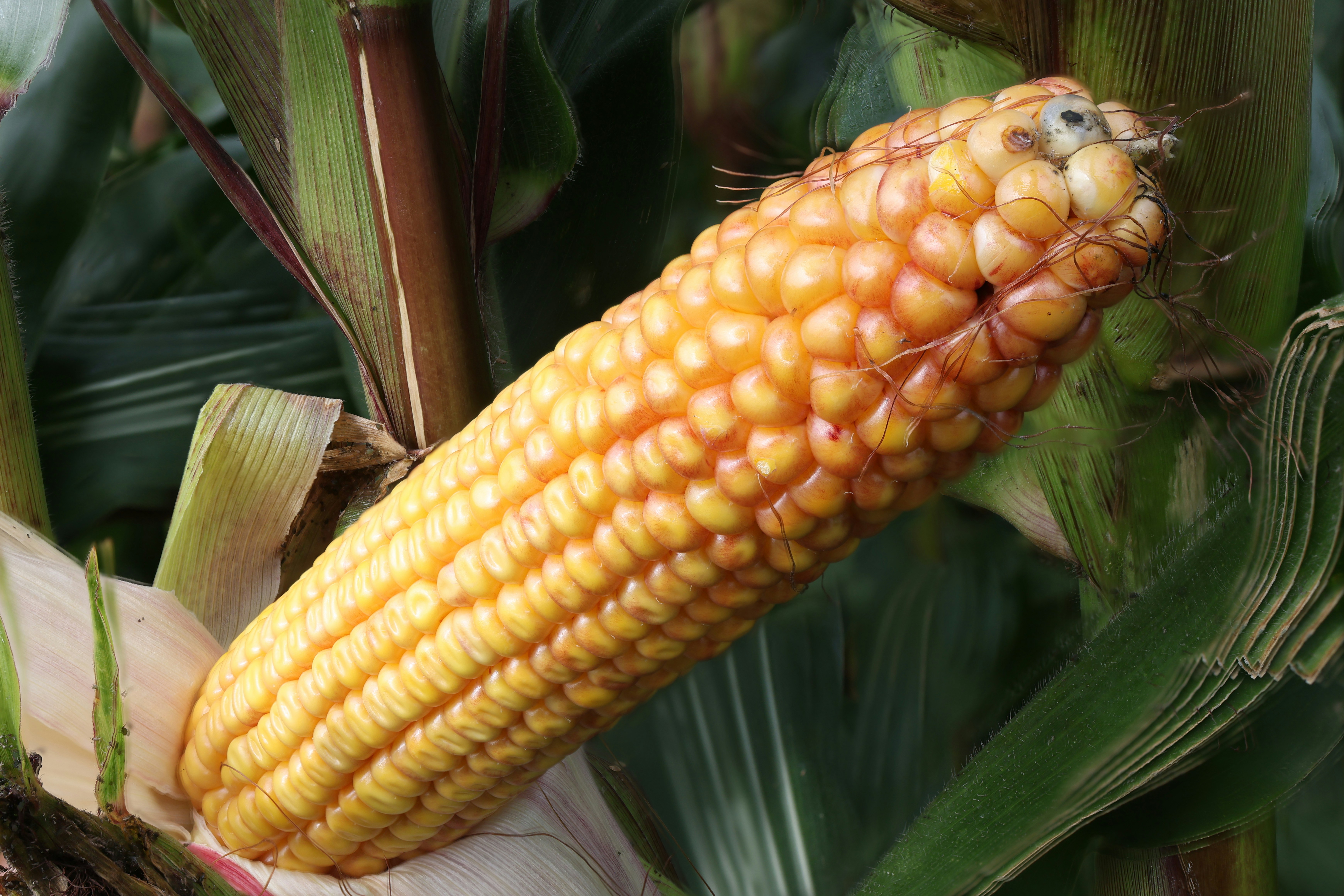 Plantio do milho salta para 20,8% no Brasil com atenção ao clima no PR e às pragas no RS