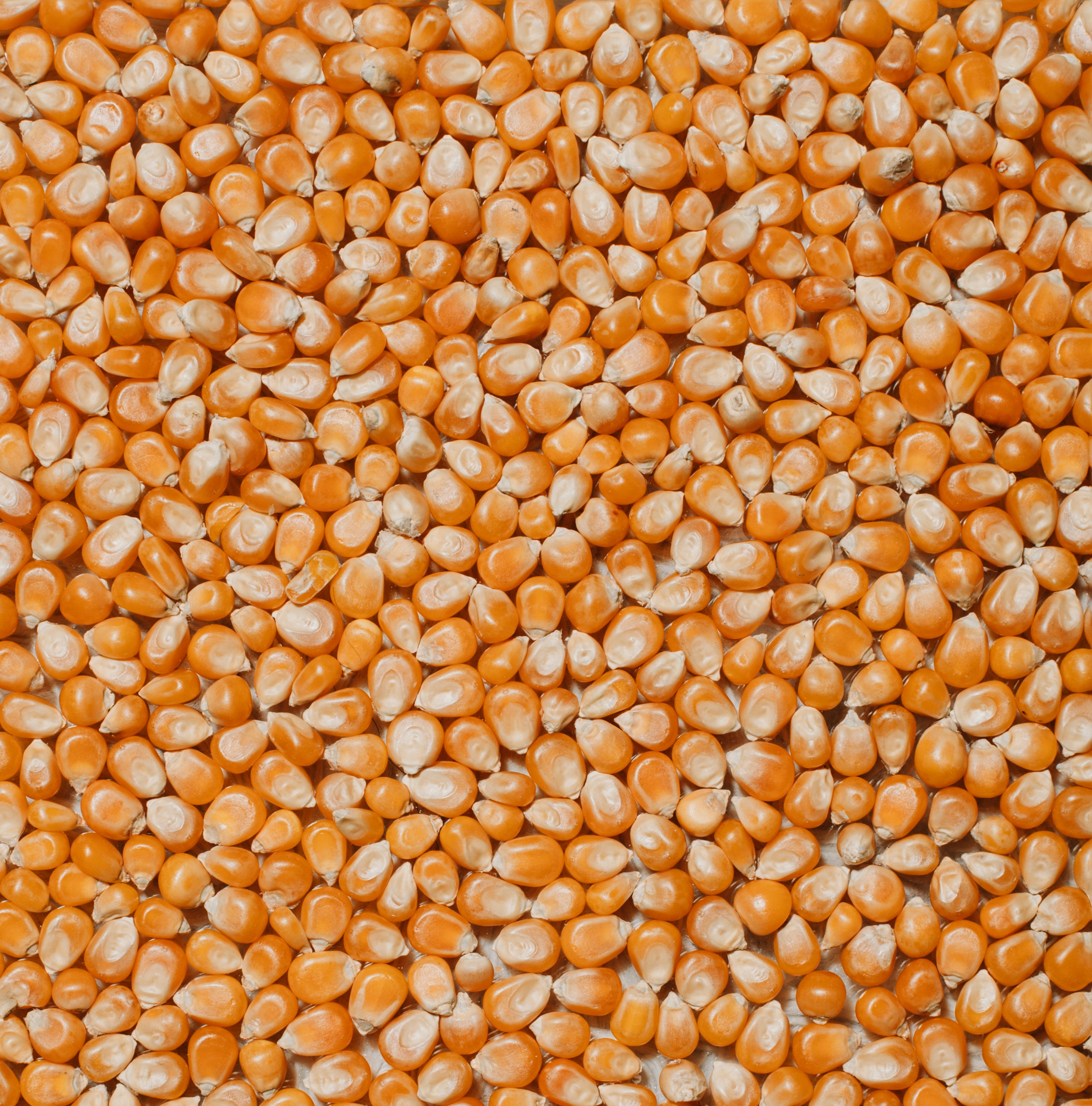 Embarques avançam em setembro