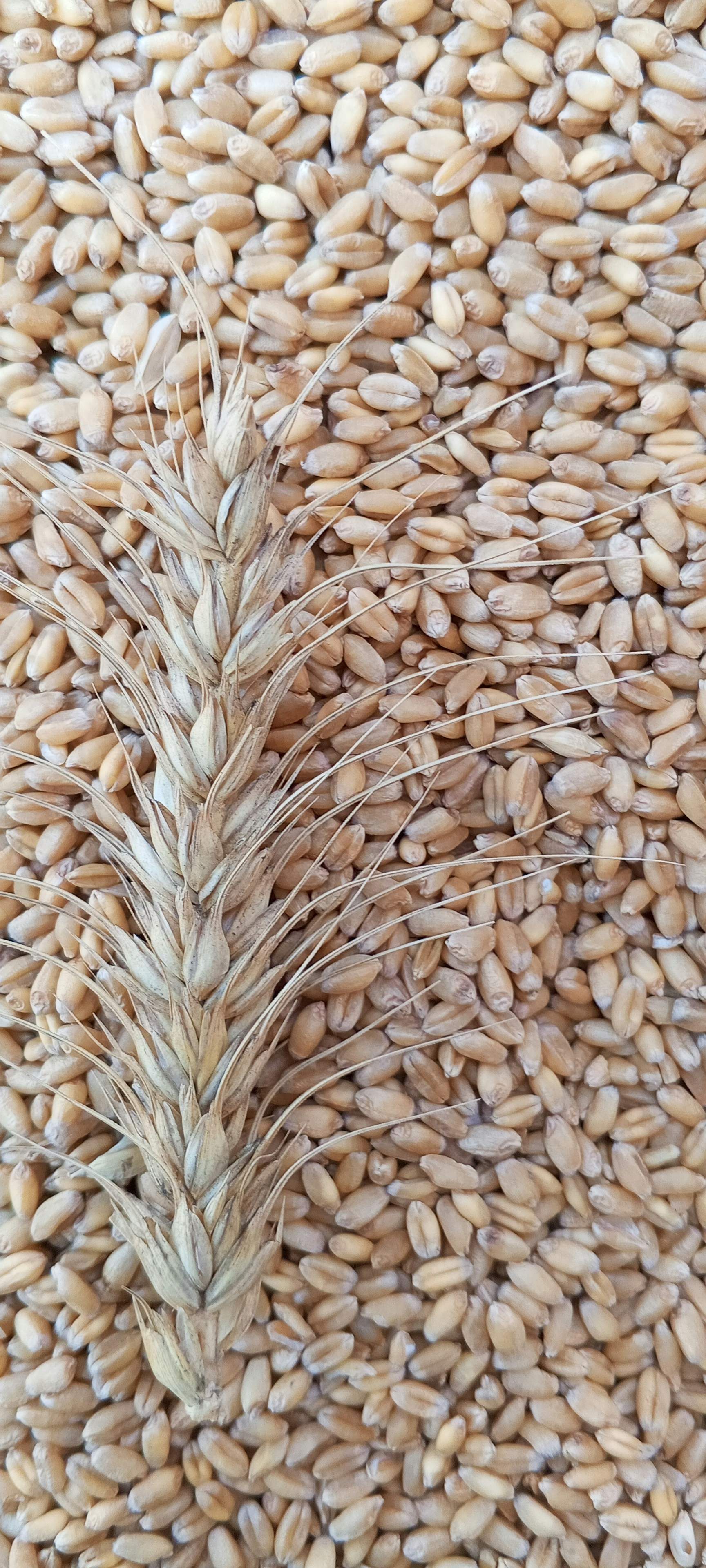 Inteligência artificial transforma setor de moagem de trigo no Brasil