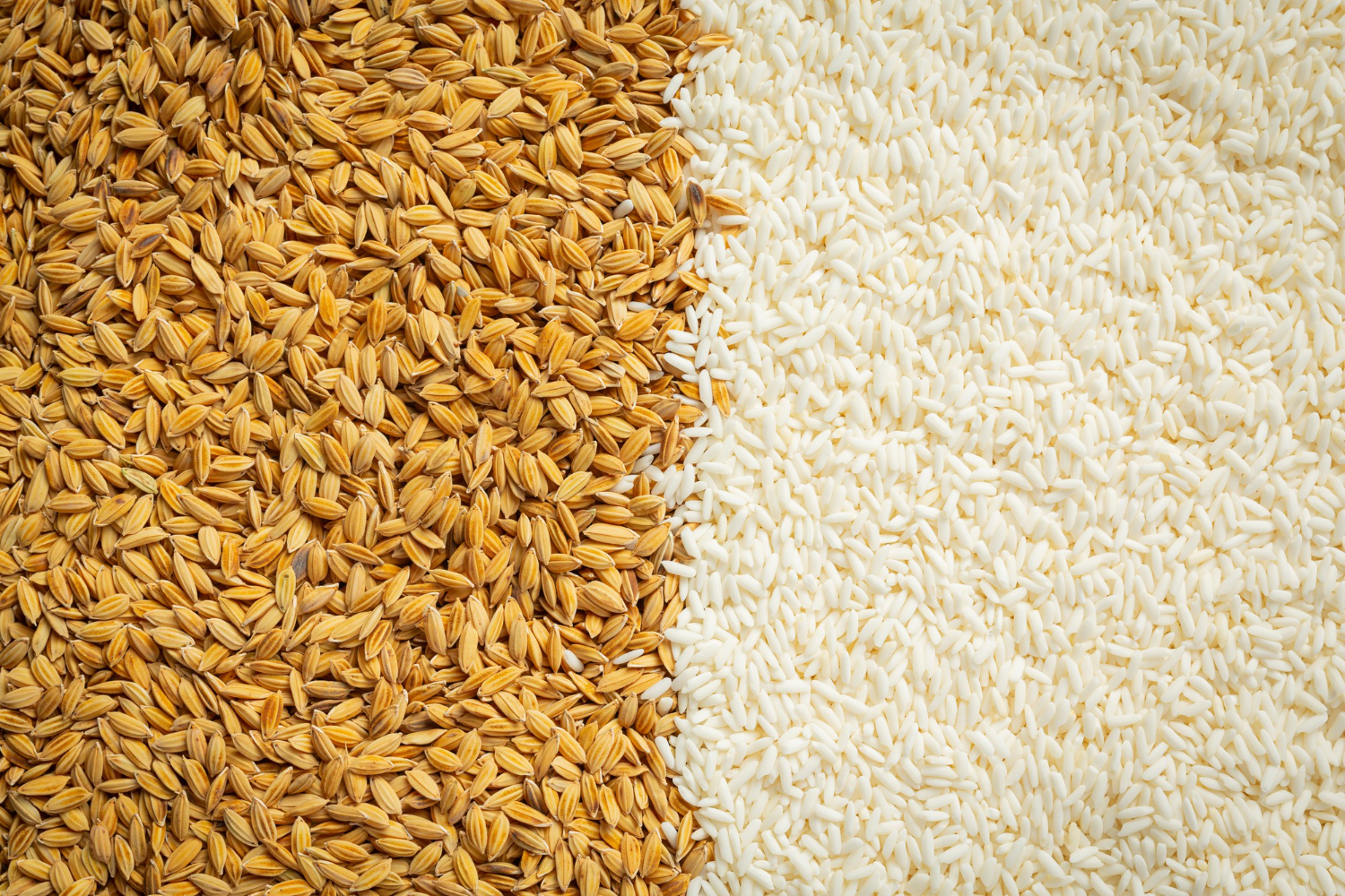 Preço médio do arroz no RS fica 10% abaixo do mínimo governamental