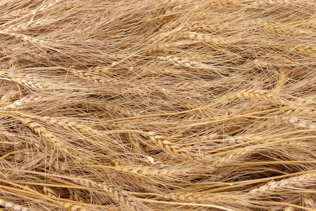 Trigo inicia o dia em queda em Chicago com pressão climática e técnica sobre os preços