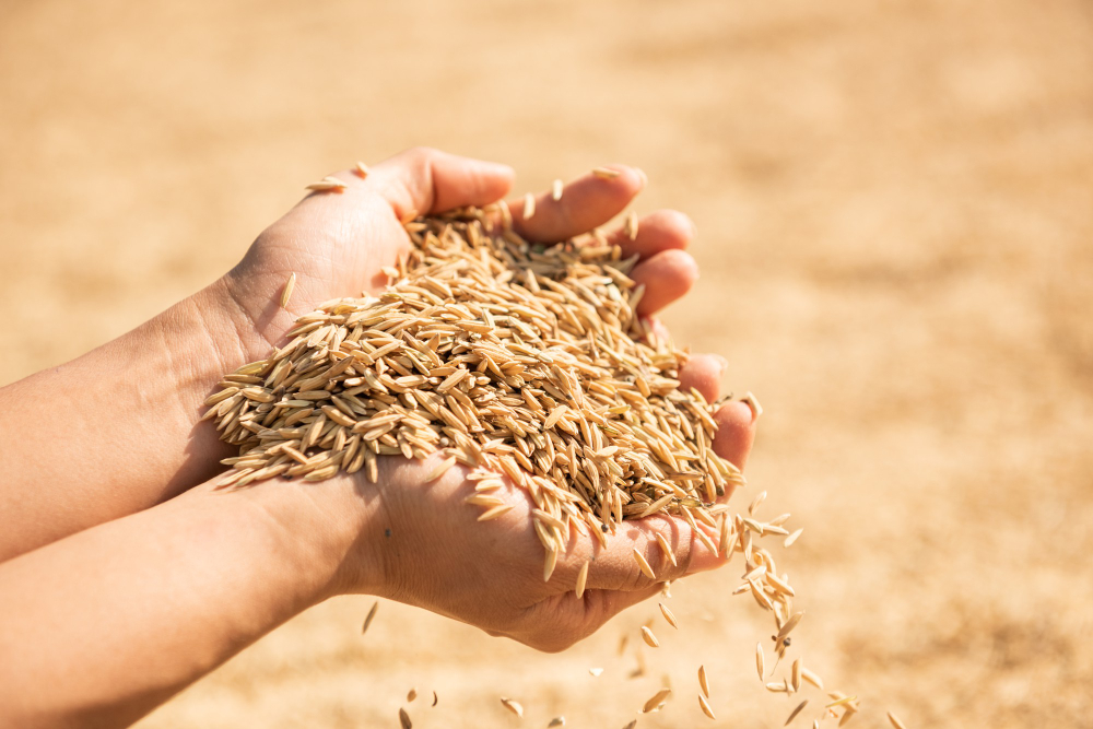 Leilão comercializa 22,7 mil toneladas de arroz gaúcho