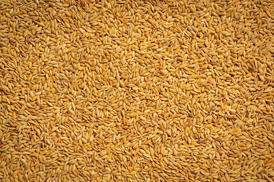 Preço do arroz sobe no RS e atinge maior média em 11 meses
