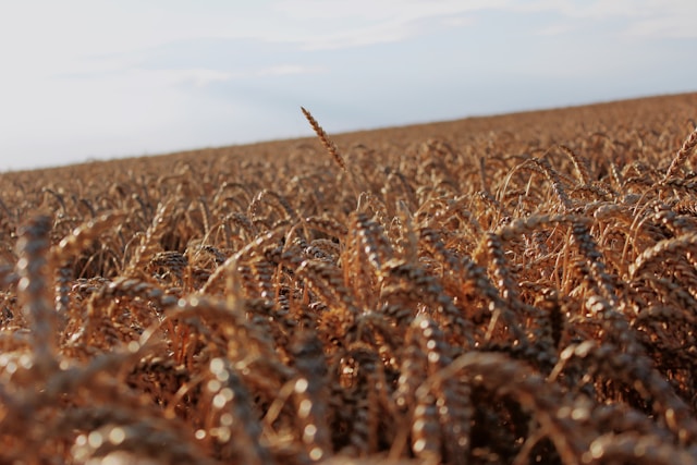 USDA reduz produção de trigo dos EUA