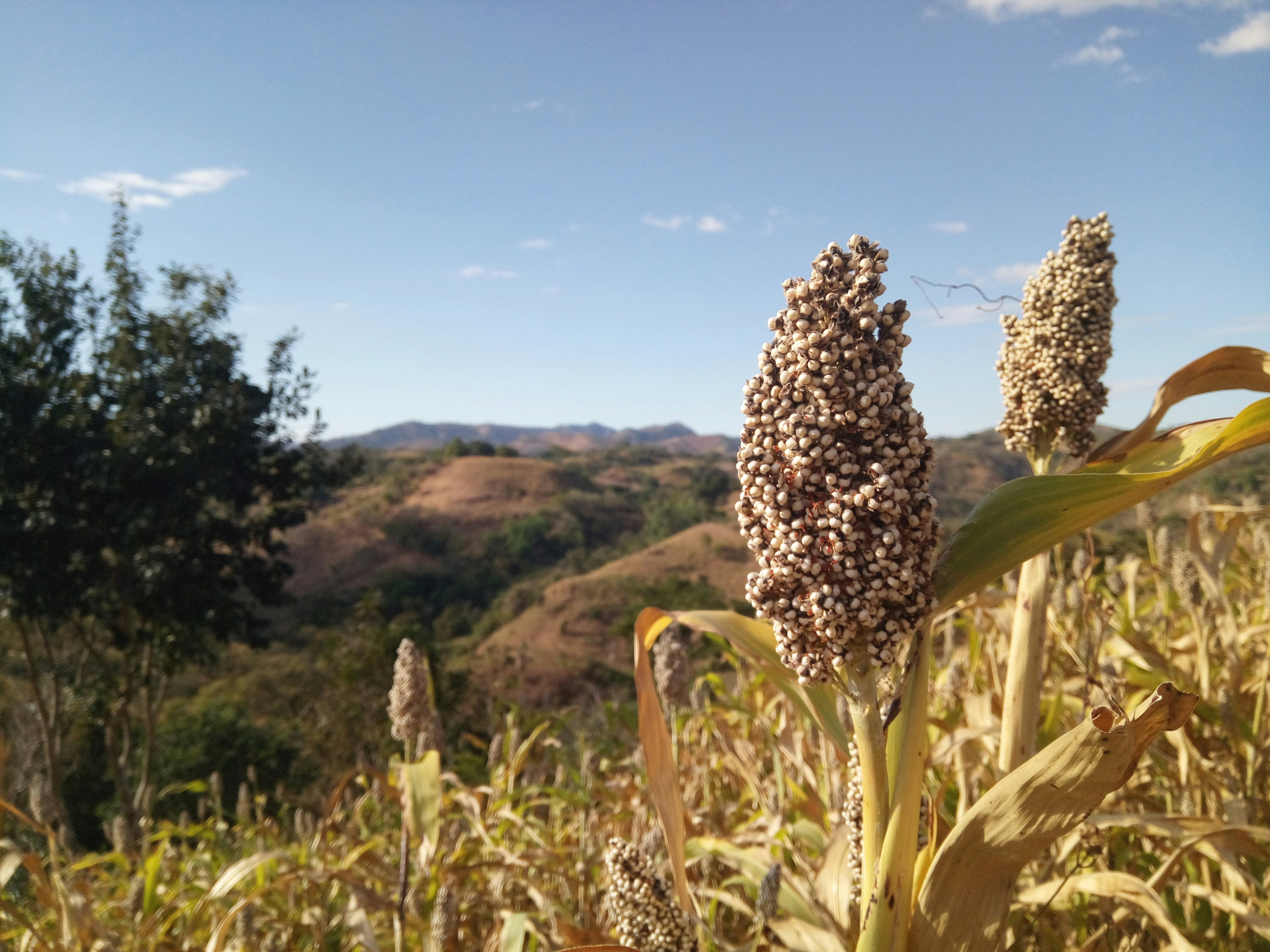 Sorgo: falta de chuva derruba produtividade em Goiás