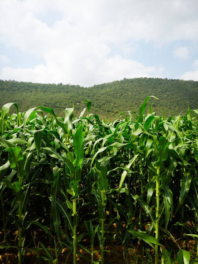 Sorgo brasileiro tem primeiro embarque em grande escala com destino à China