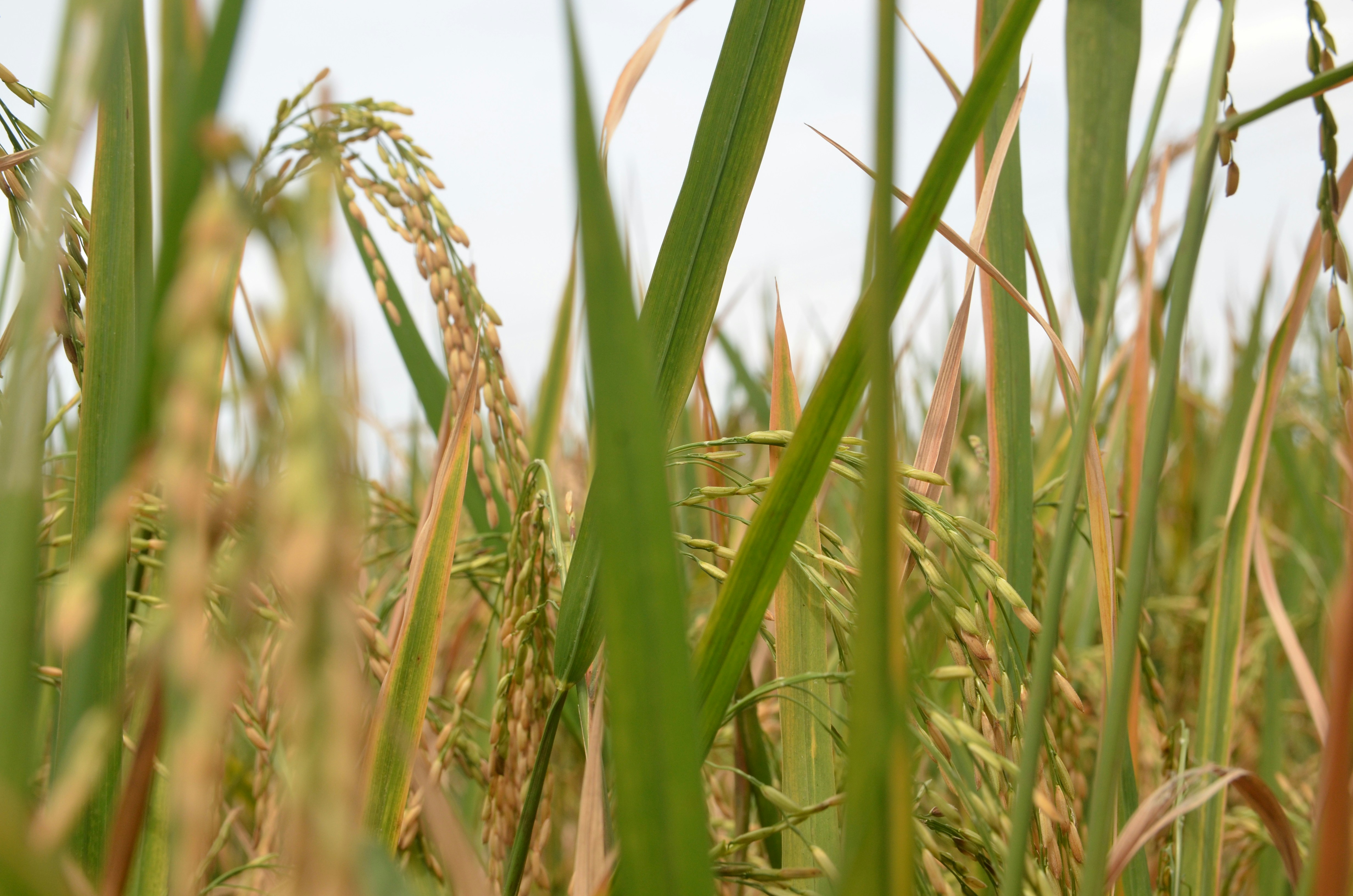 Rio Grande do Sul prevê queda de 3,4% na área de arroz irrigado